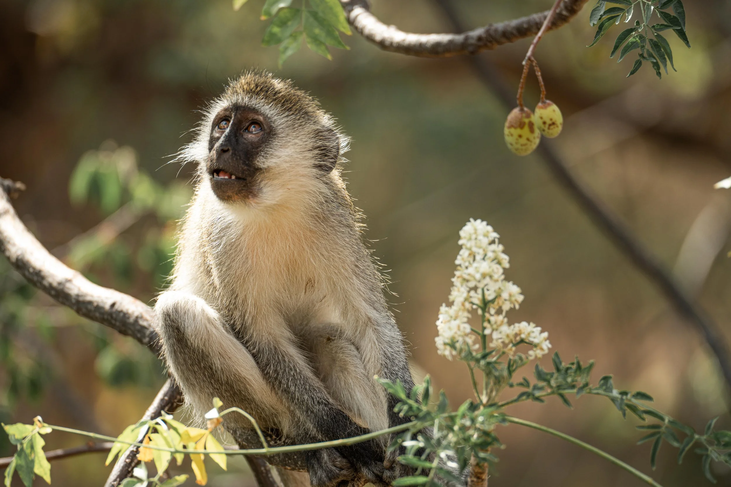 VERVET MONKEY