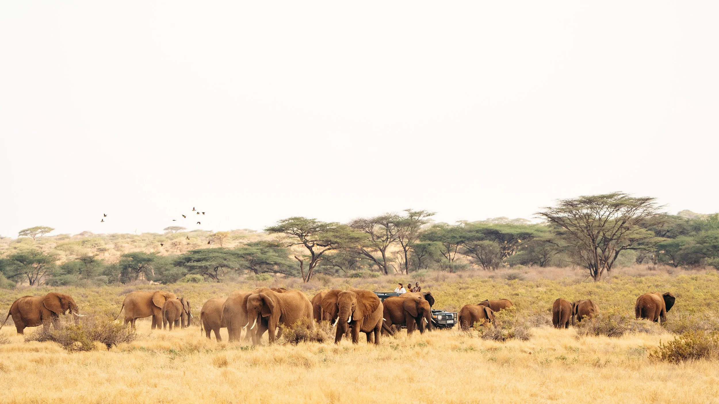 Elephants on safari in Northern Kenya with Sarara