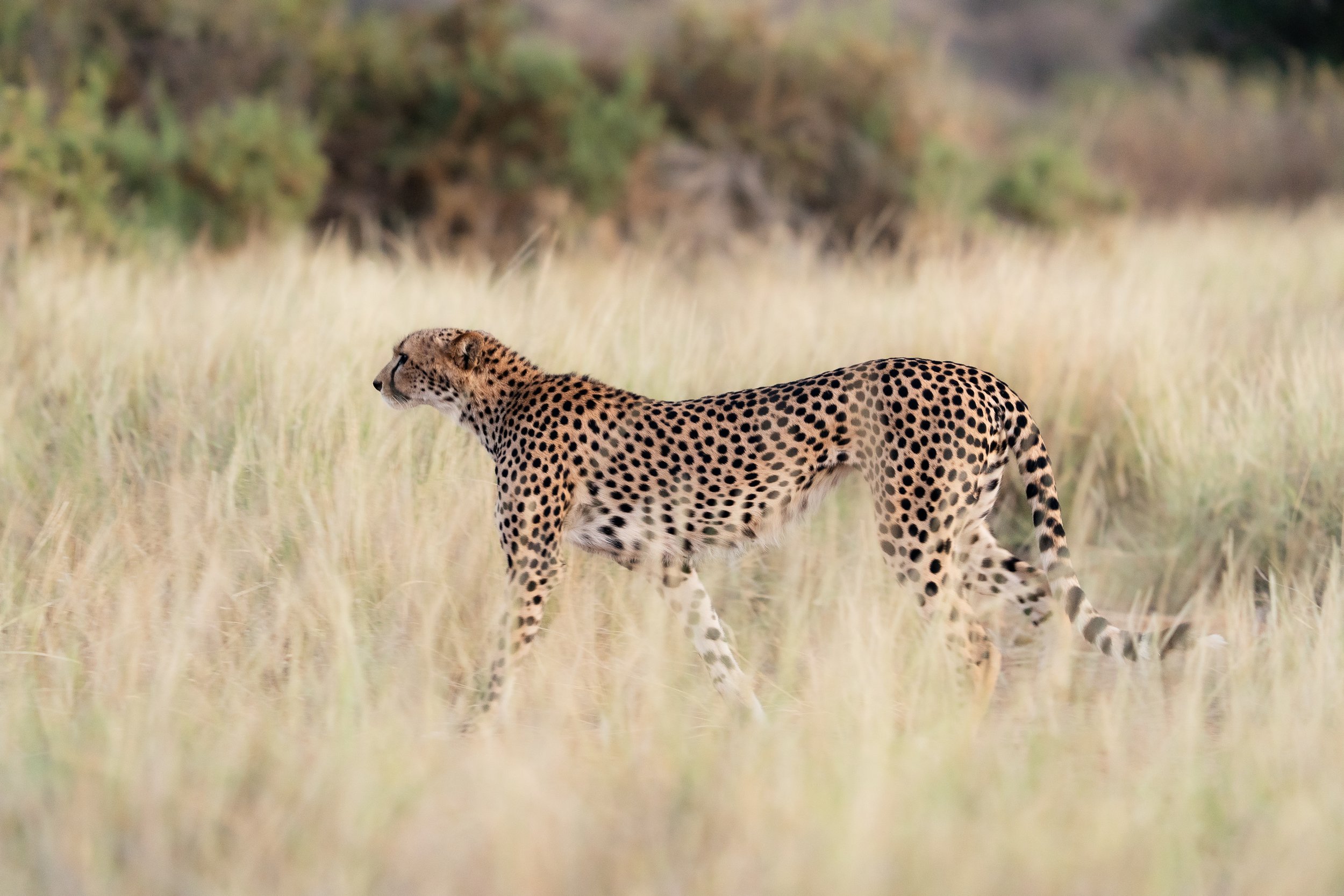 WILDLIFE IN THE WIDER SAMBURU ECOSYSTEM