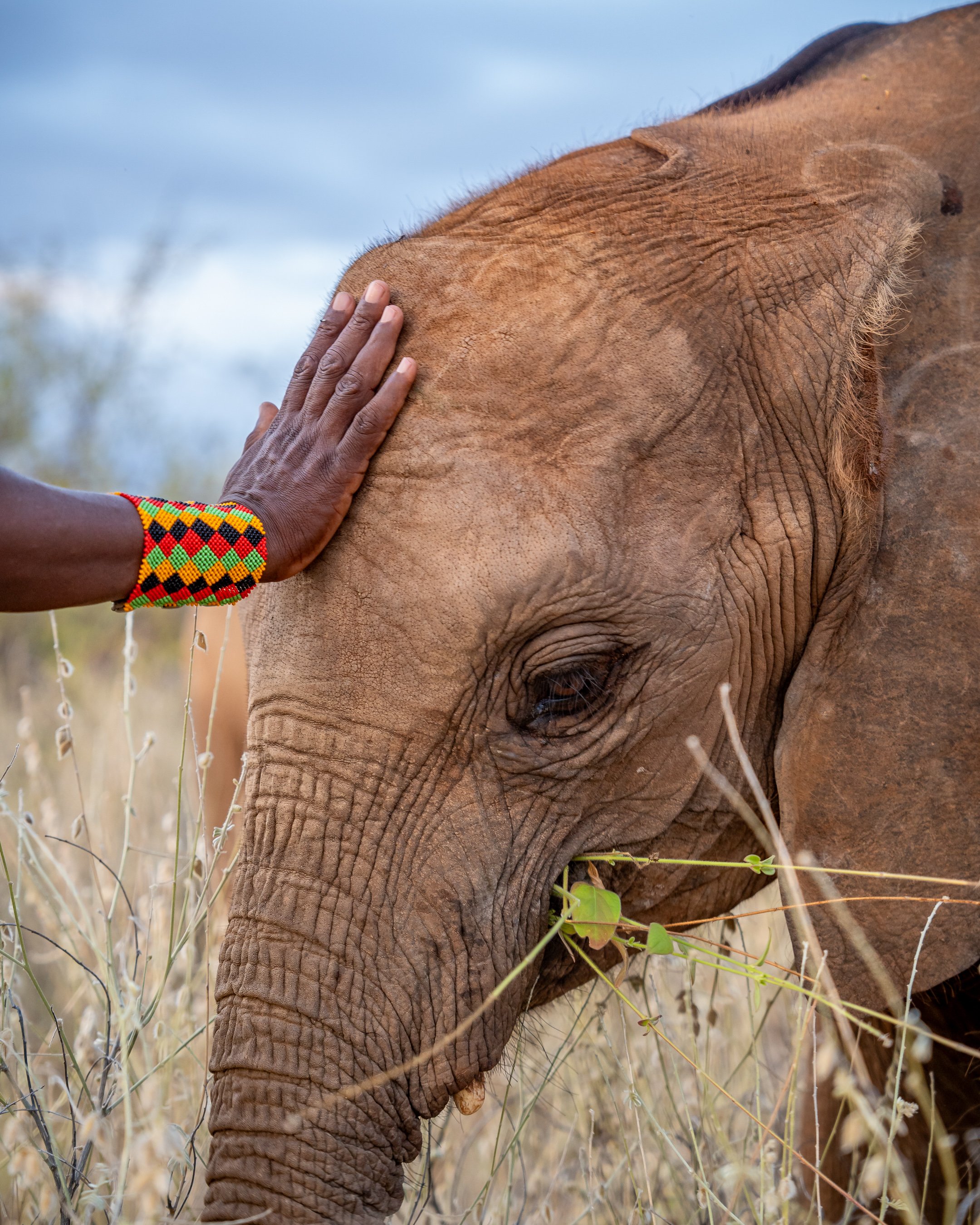 RETETI ELEPHANT SANCTUARY