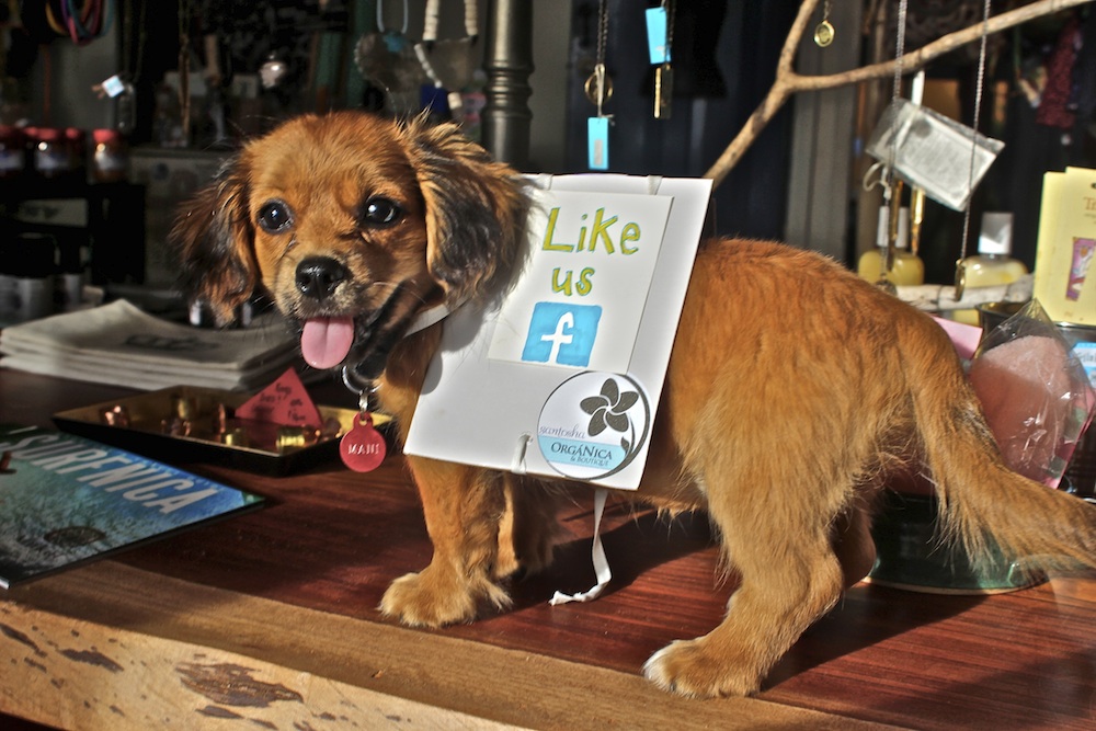 Gringos always fuck it up ~ not always ... 