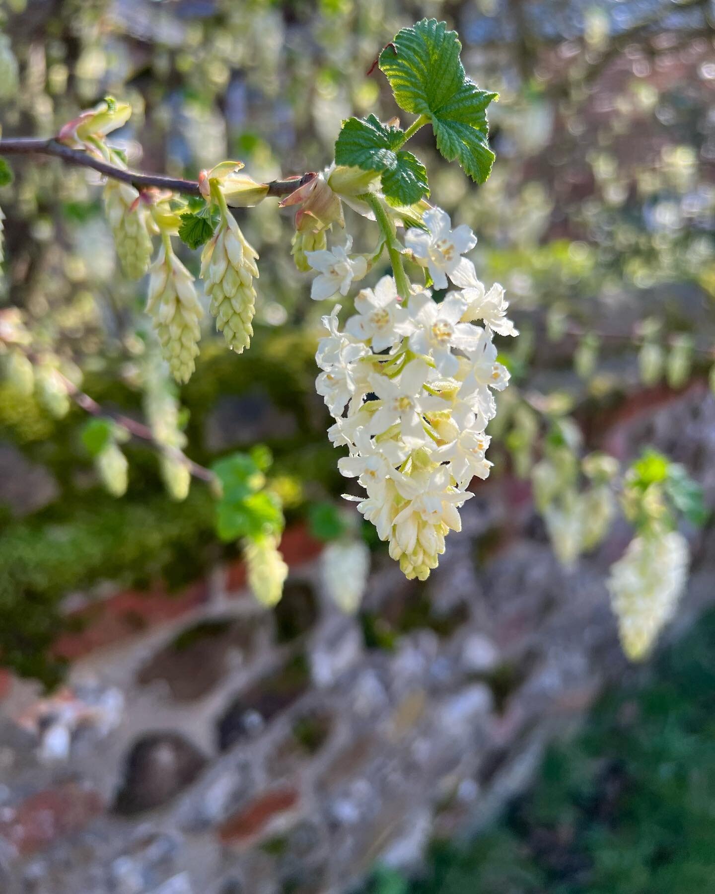 These little beauties caught my eye yesterday on a glorious sunny spring day. Ribes sanguineum &lsquo;White Icicle&rsquo; in flower in March which seems early, especially in N Norfolk. This flowering currant will grow to 1.5m high, 1.5m wide and like