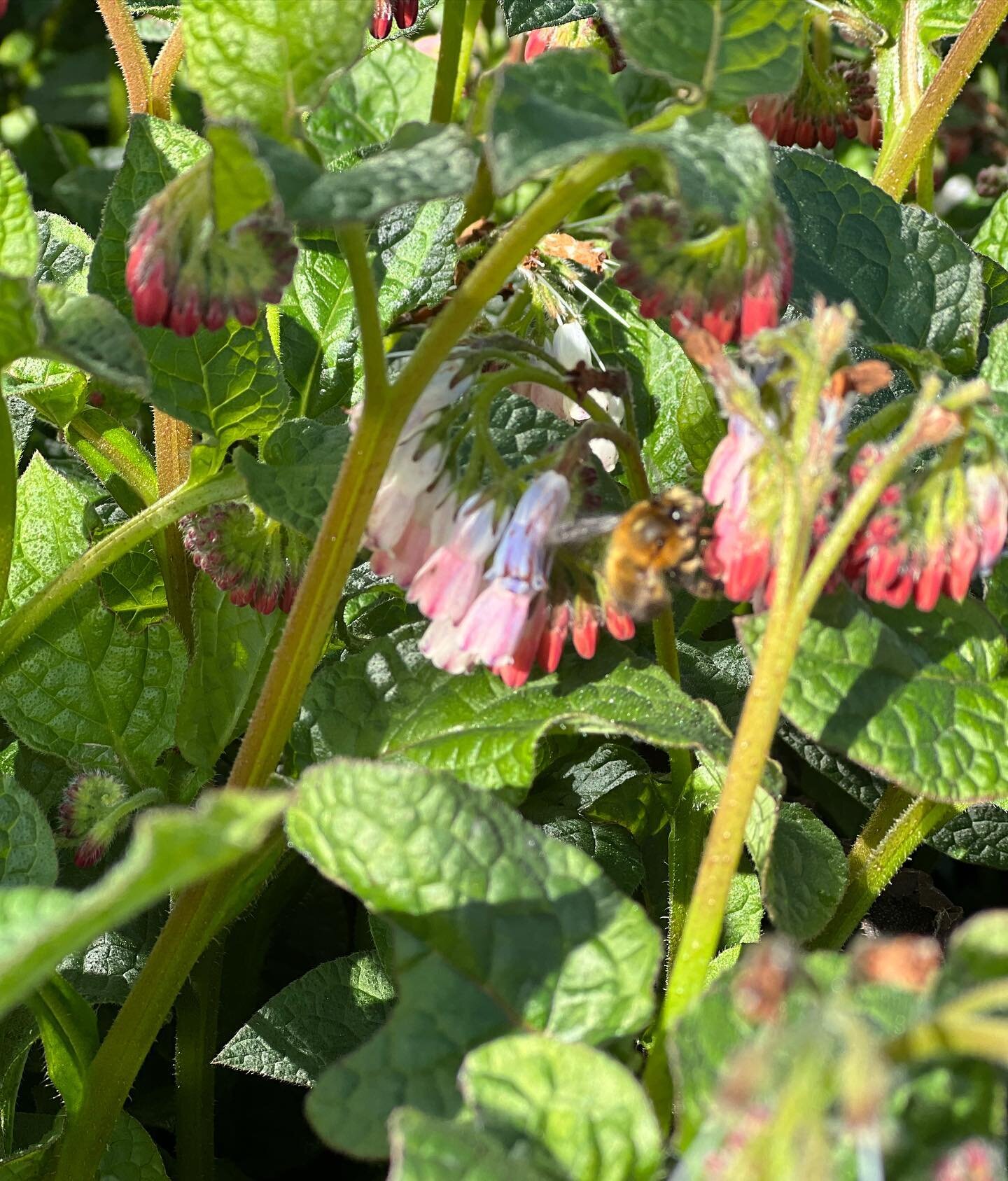 Lovely to see the bees buzzing around the comfrey this morning. Florence nonplussed. (pic 2) Comfrey is not only fantastic for bumblebees it also makes an excellent, if smelly, organic fertiliser, high in potassium thanks to its tap roots
.
.
#comfre