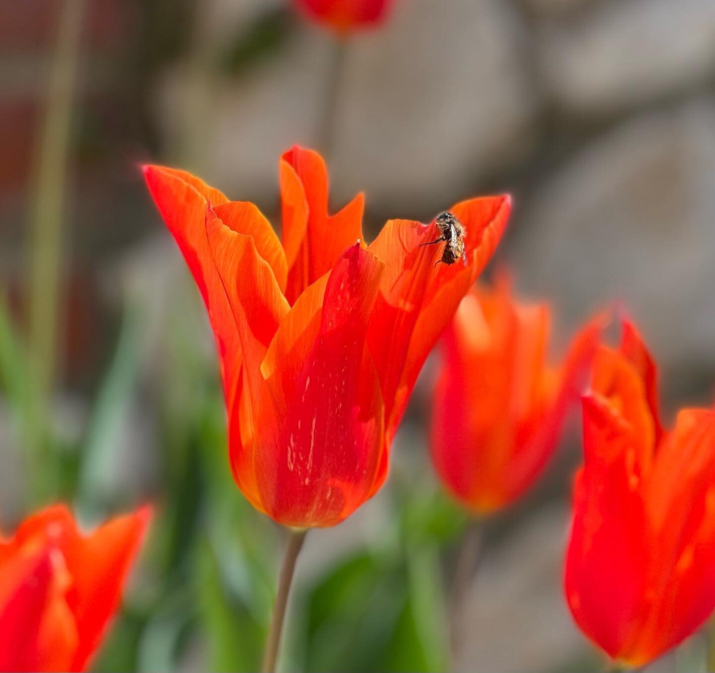 Tulipa ballerina is my plant of the week. I love the elegance of this variety, and the intense orange. The 🐝 likes it too
.
.
#tulips 
#tulip
#springflowers 
#springbulbs 
#inmygardentoday 
#inmygarden 
#gardenlife 
#gardenlove 
#englishgarden 
#cou