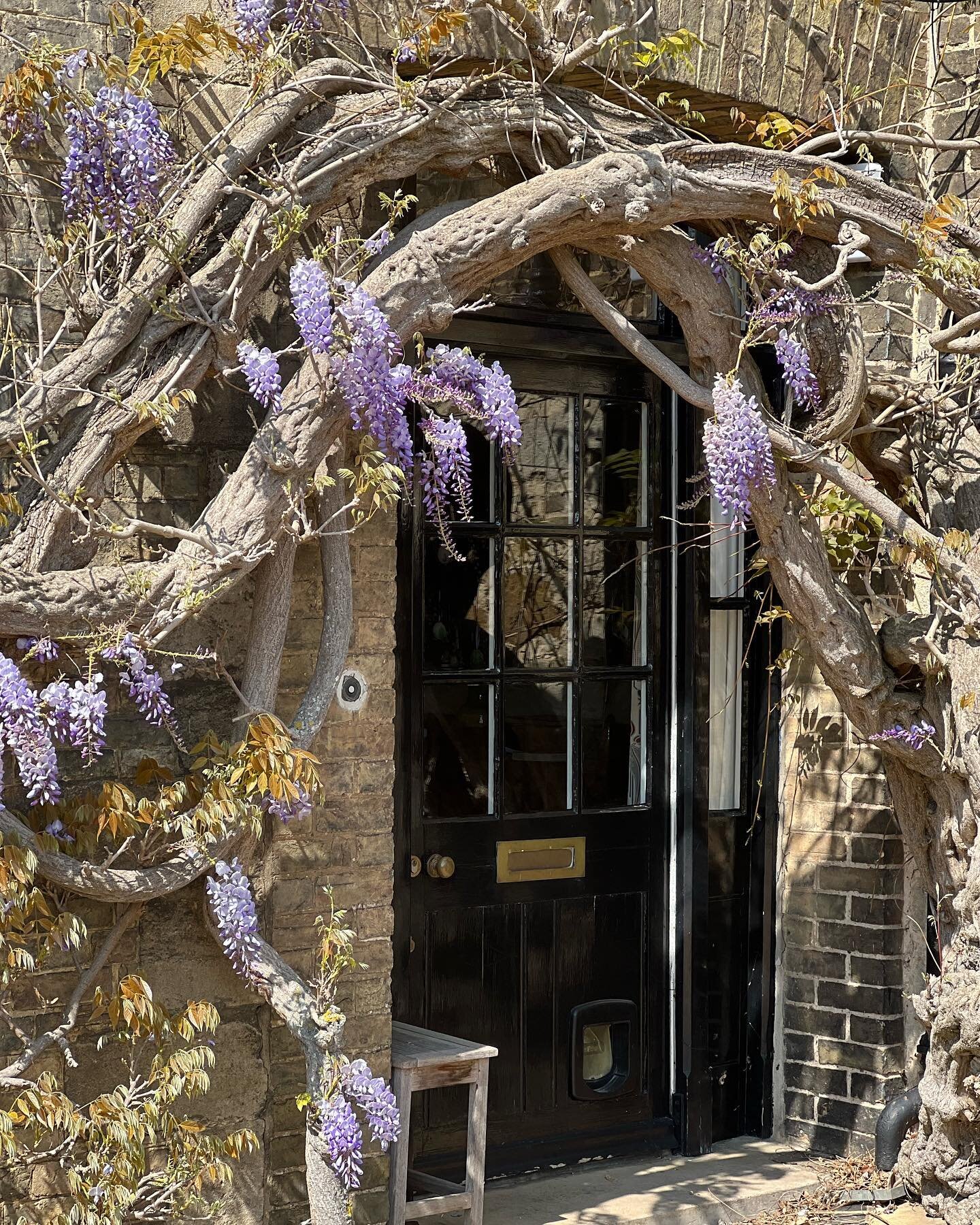 250 year old wisteria - apparently still recovering after a major prune last year
.
.
#wisteria 
#wisteriahysteria 
#wisteriaflowers 
#springflowers 
#purpleflowers 
#climber 
#climbingplants 
#climbingplant 
#ancienttrees 
#ancient 
#historical 
#hi