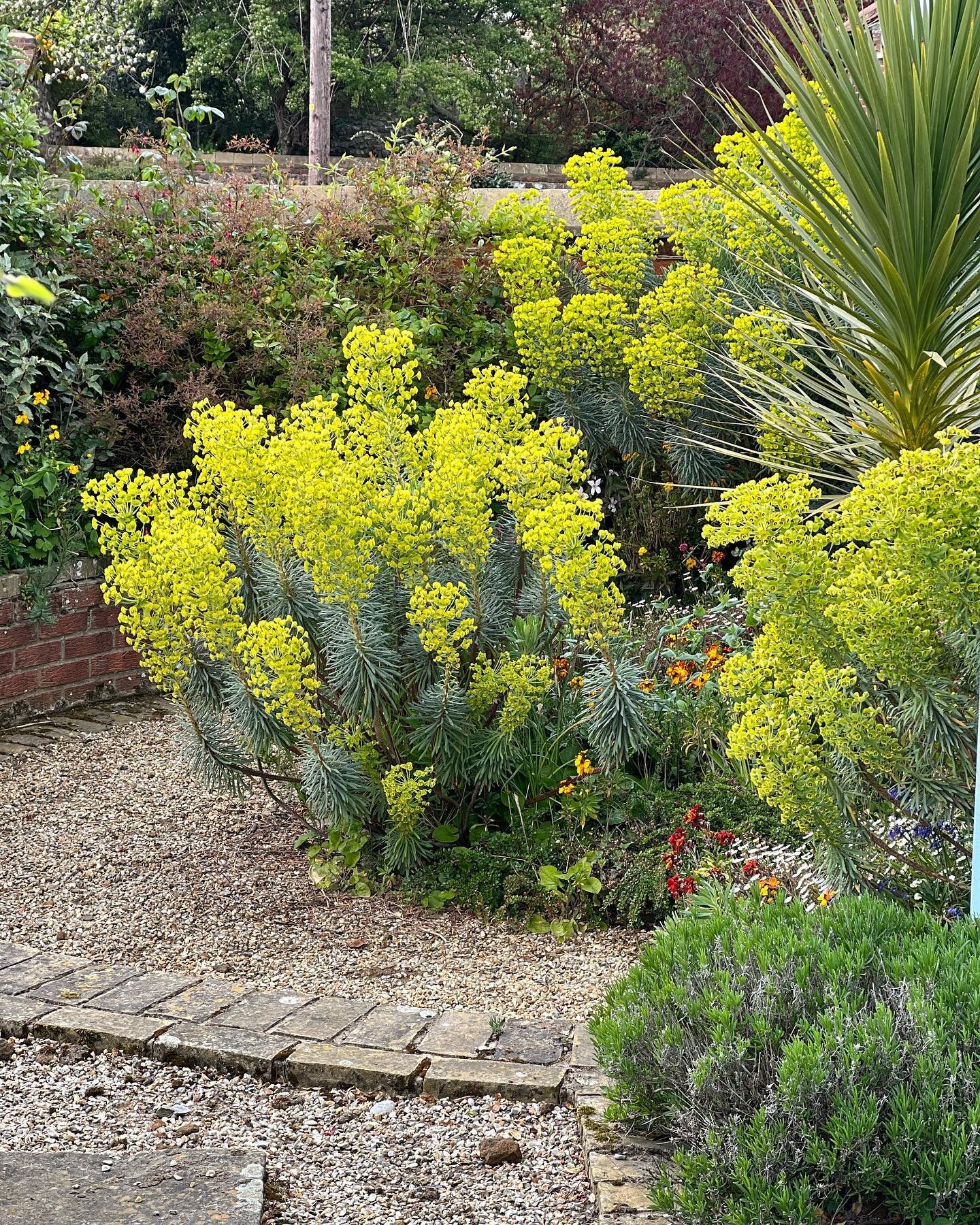 150 species of Euphorbia tolerate the British climate. Such versatile plants, great for impact, height, structure and most varieties are low maintenance. 

Which are your favourites?

1. E. characias 
2. E. Shillingii 
3. E. Oblongata 
4. E. Sikkimen
