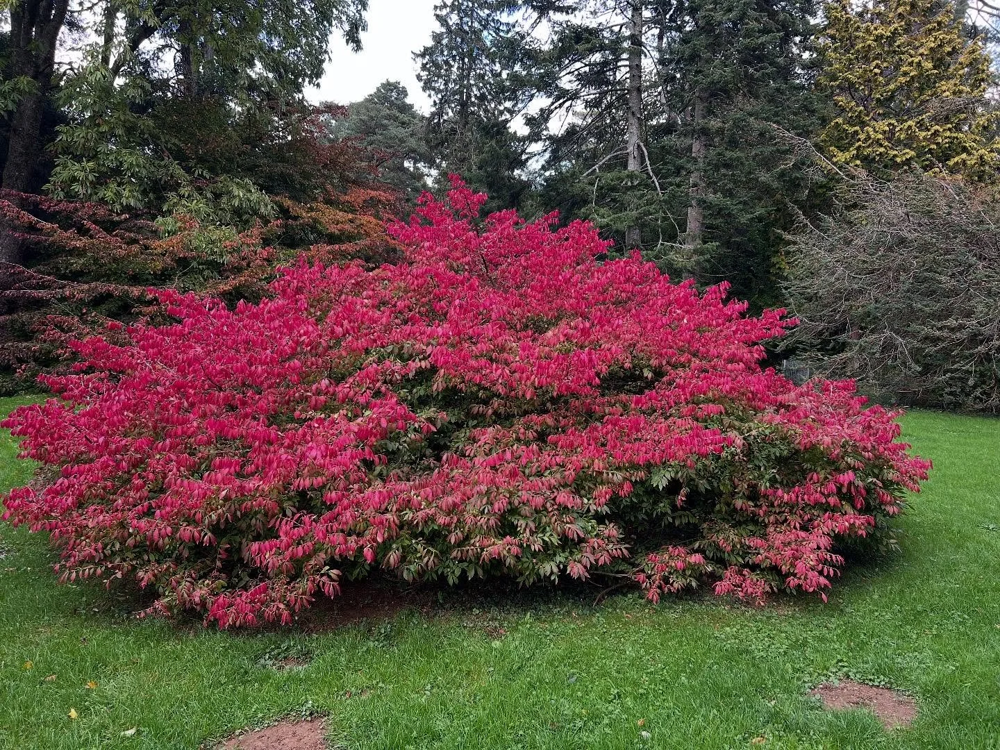 Nature&rsquo;s fireworks at Westonbirt Arboretum yesterday - their line not mine!