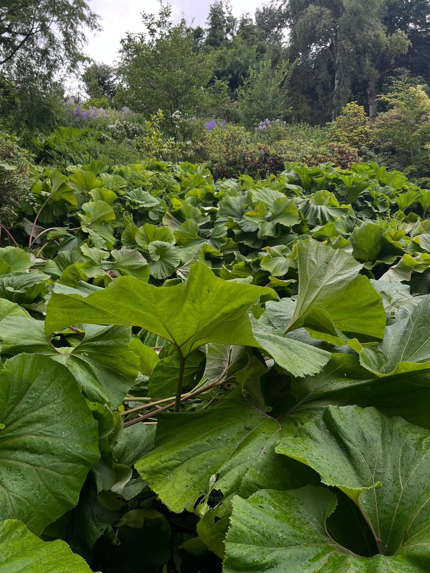 Our final visit was the fantastic @thehuttshimalayangarden near Ripon. A wonderful collection of Himalayan plants in a stunning setting 
.
.
#himalayan 
#himalayanplants 
#petasites
#osmundaregalis 
#podophyllum 
#primulavialii 
#gardenvisitor 
#gard