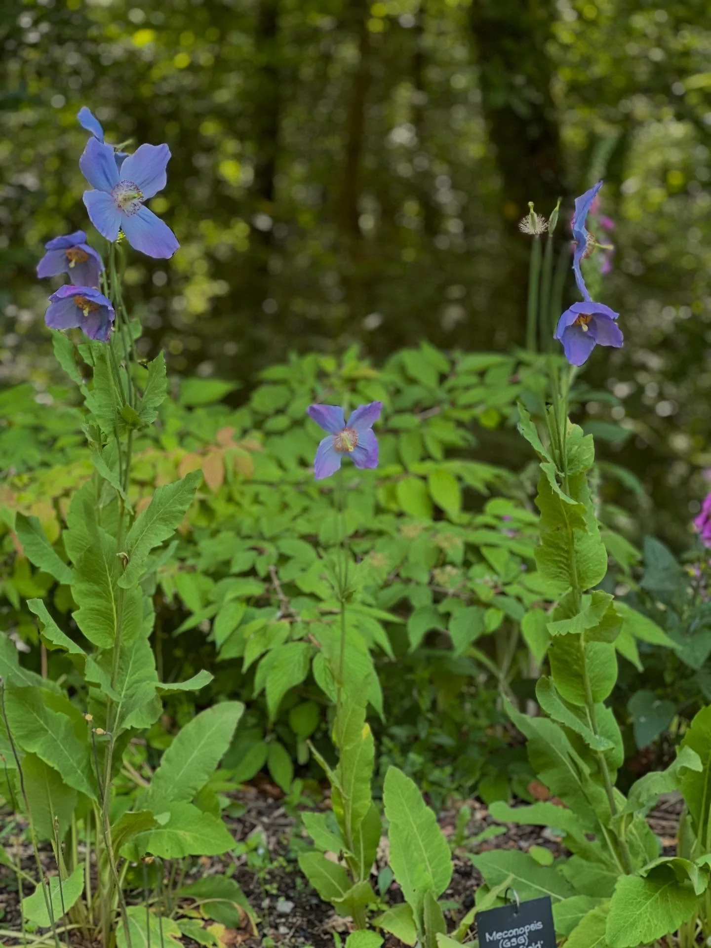 The northern tour continued with a visit to the fantastic Himalayan garden at Craigieburn near Moffatt. Exciting to see Meconopsis, the Himalayan blue poppy growing in a natural (Scottish) setting 
.
.
#meconopsis 
#himalayan 
#garden 
#gardenvisitor
