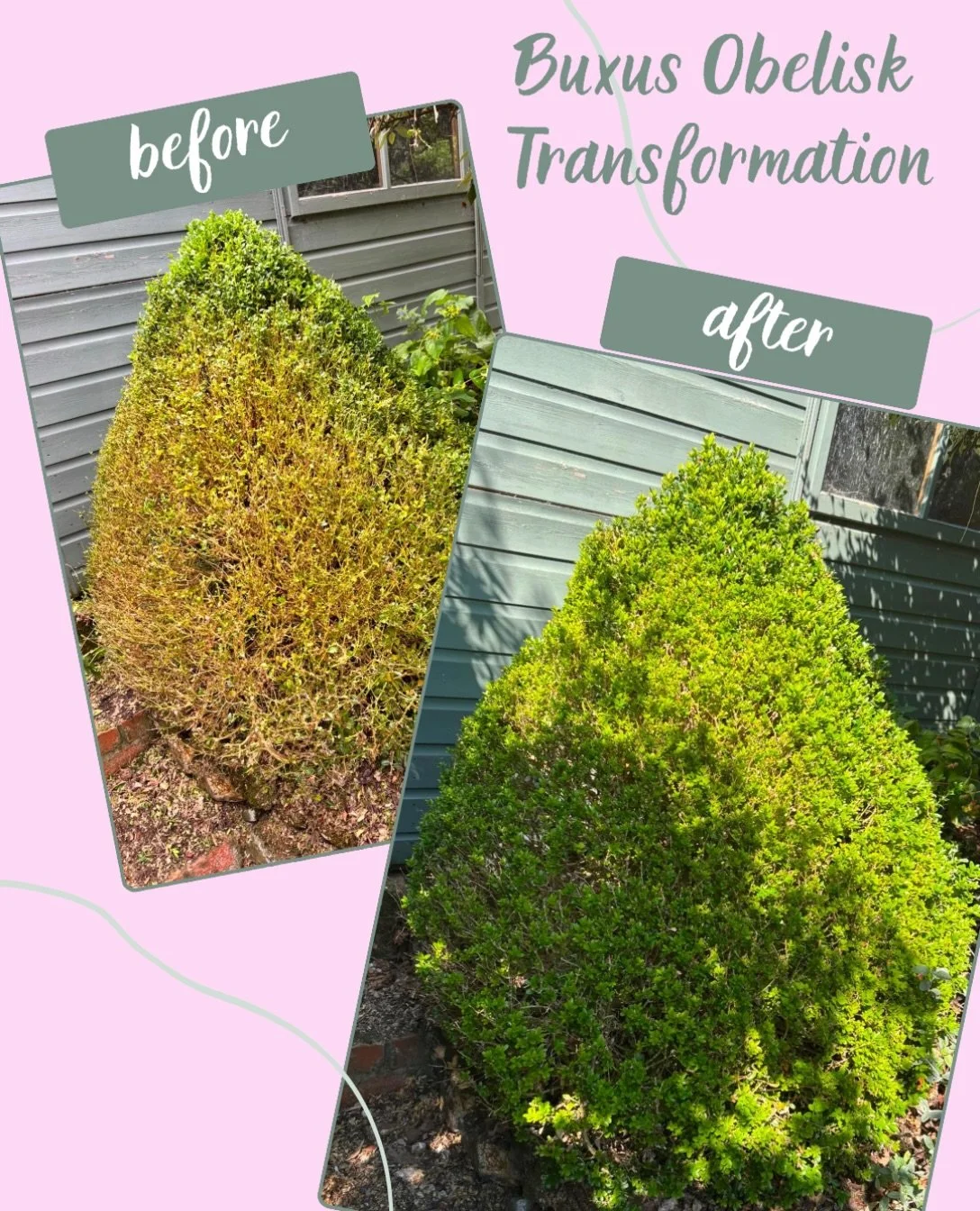 Amazing before and after of a Buxus obelisk by my friend and gardener @jane.whiteford 🌳

Jane is a Buxus expert, working across Norfolk, so please contact her if your plants need help! 💚