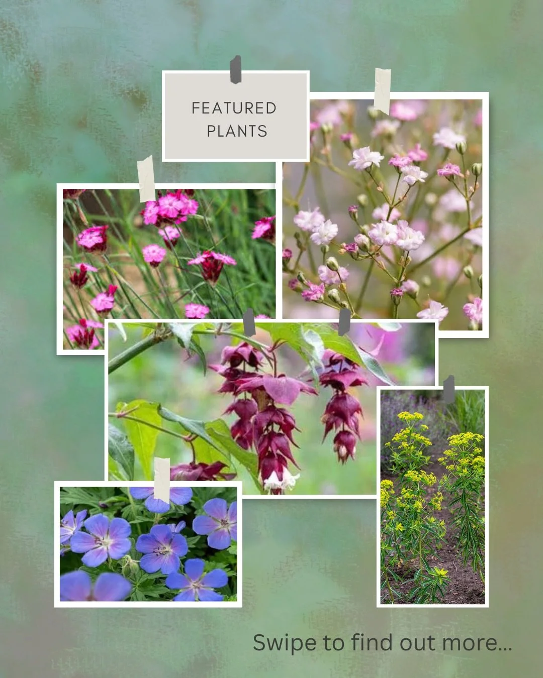 A scrapbook of a handful of Himalayan plants that will feature in the Sandringham Garden🌸 #rhssandringham#gardendesign#planting#plants