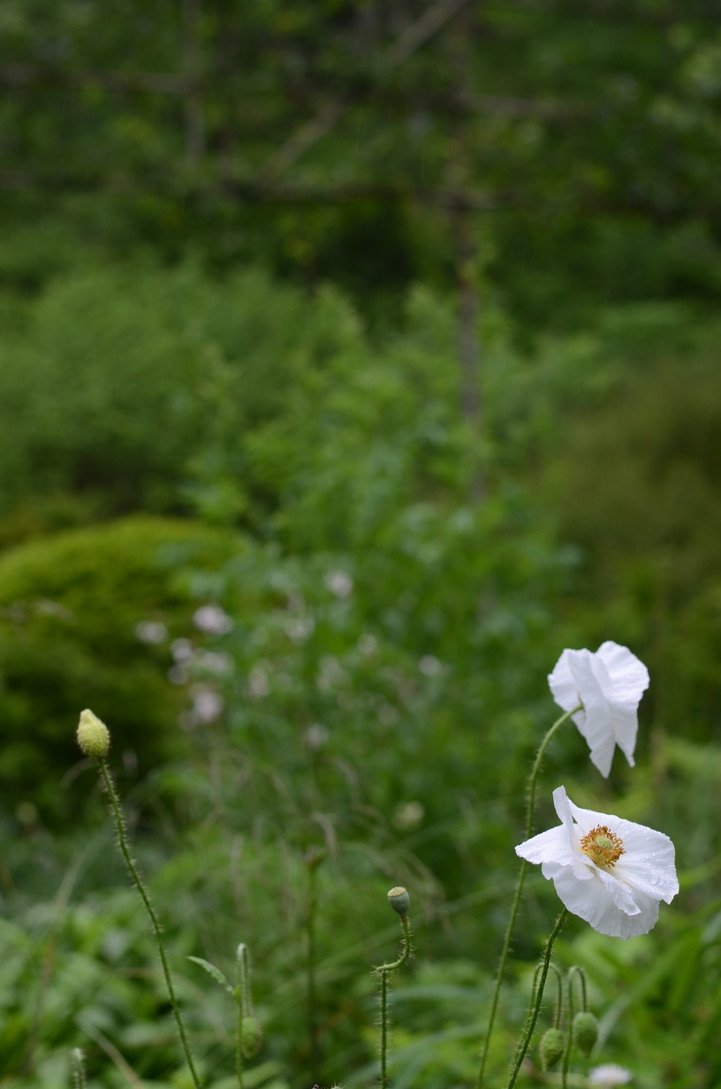 5A0BA17B-D3BC-458D-A448-168D21185C3E_1_105_c.jpeg