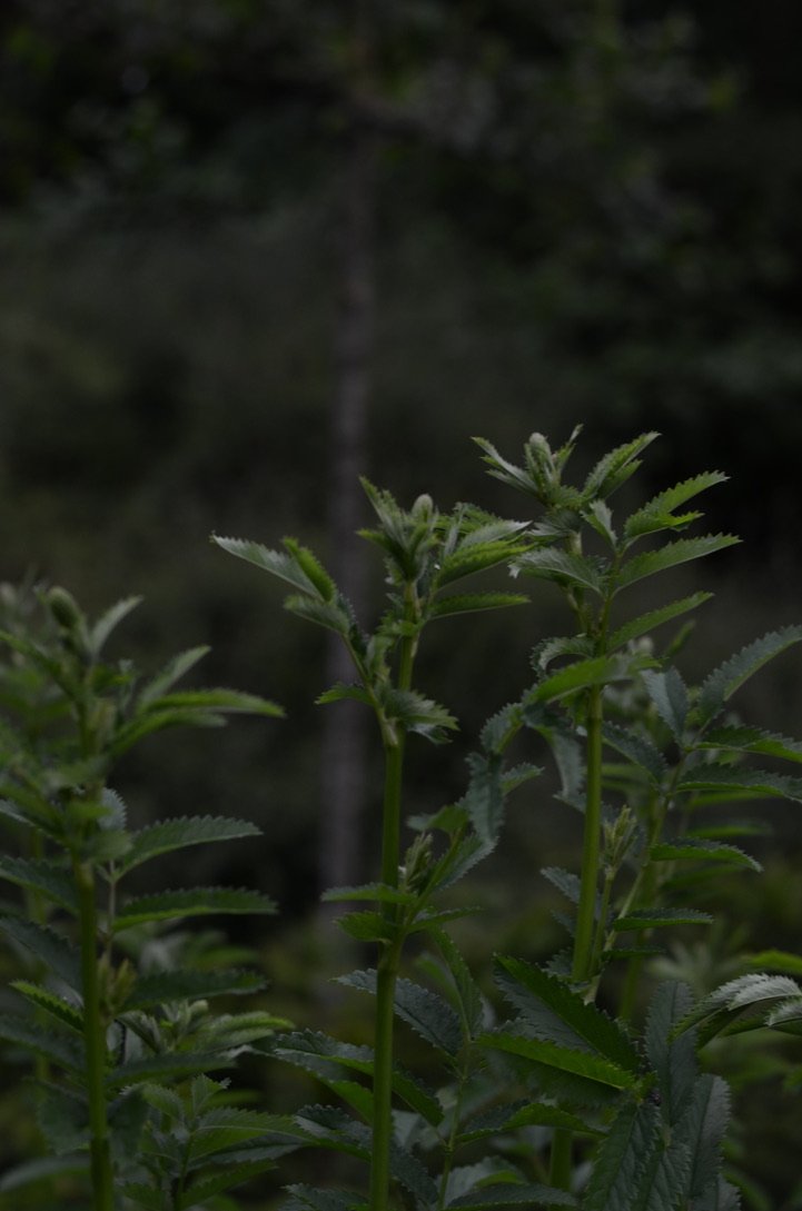 81C497EF-47E7-4F78-8924-B254F36690C7_1_105_c.jpeg