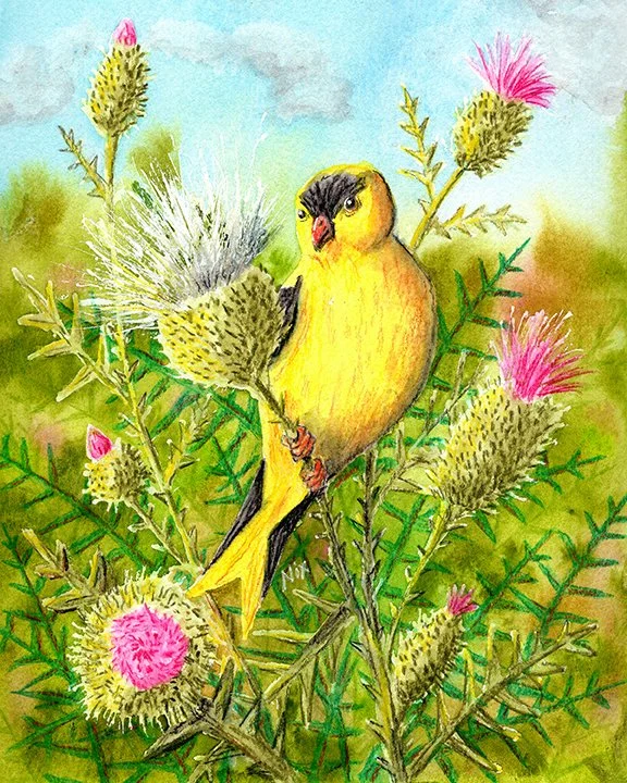 Thistle Thief