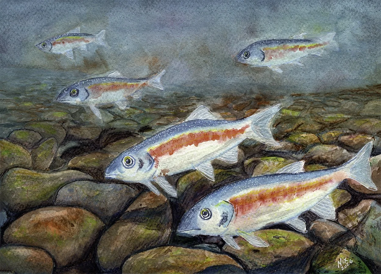 Dace of Summer