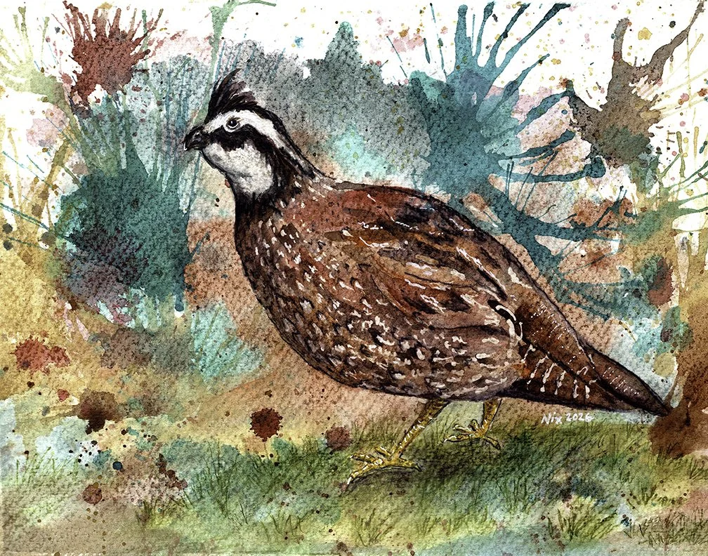 Quail of No Avail
