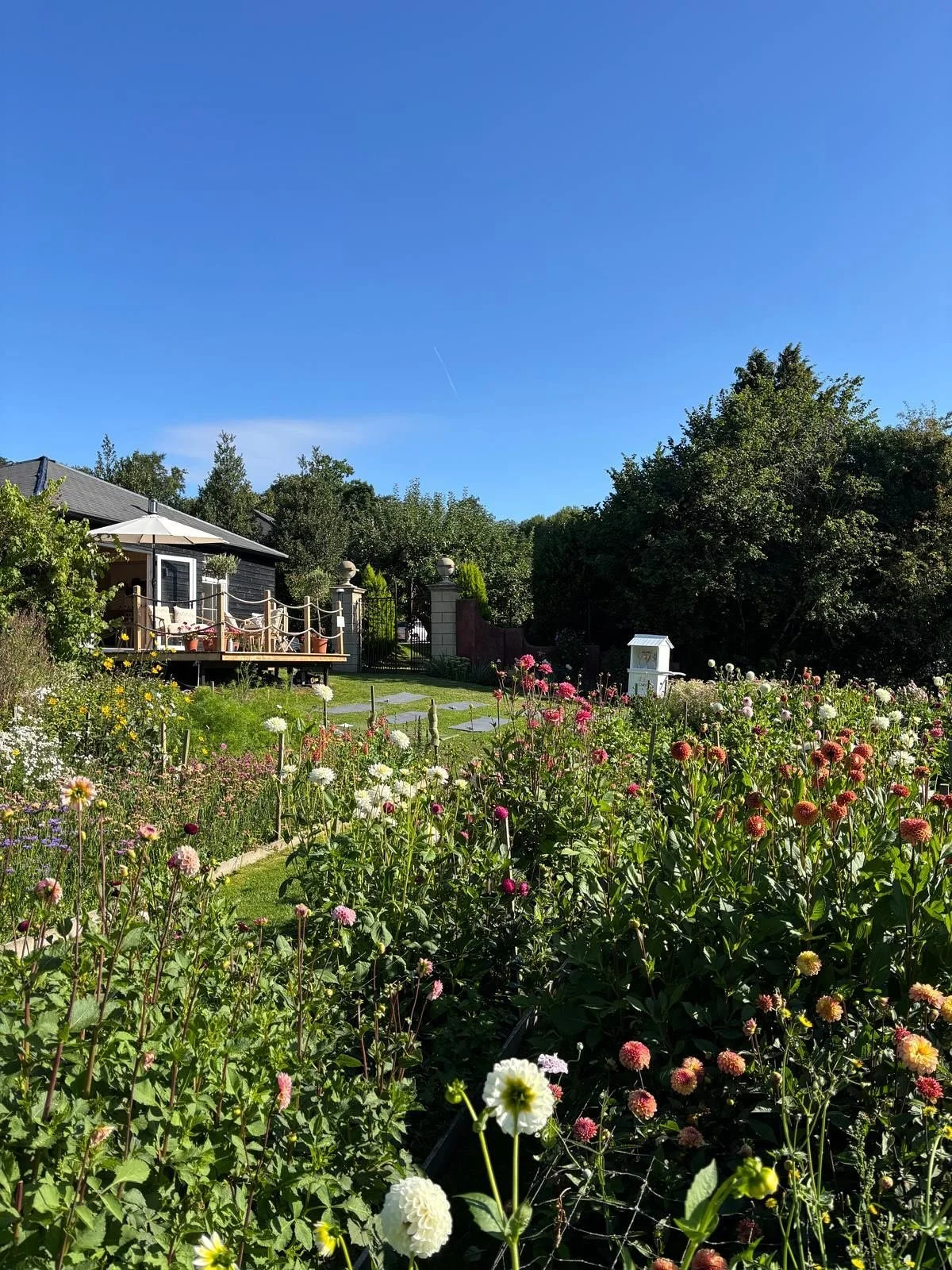 A few photos of the field caught beautifully by @yogainthehillssomerset at the weekend. 

If you would like to visit us some dates for your diary;
🌸 18th August PYO afternoon 
🌸 13th September Yoga in the flowers 

more dates being finalised so sta