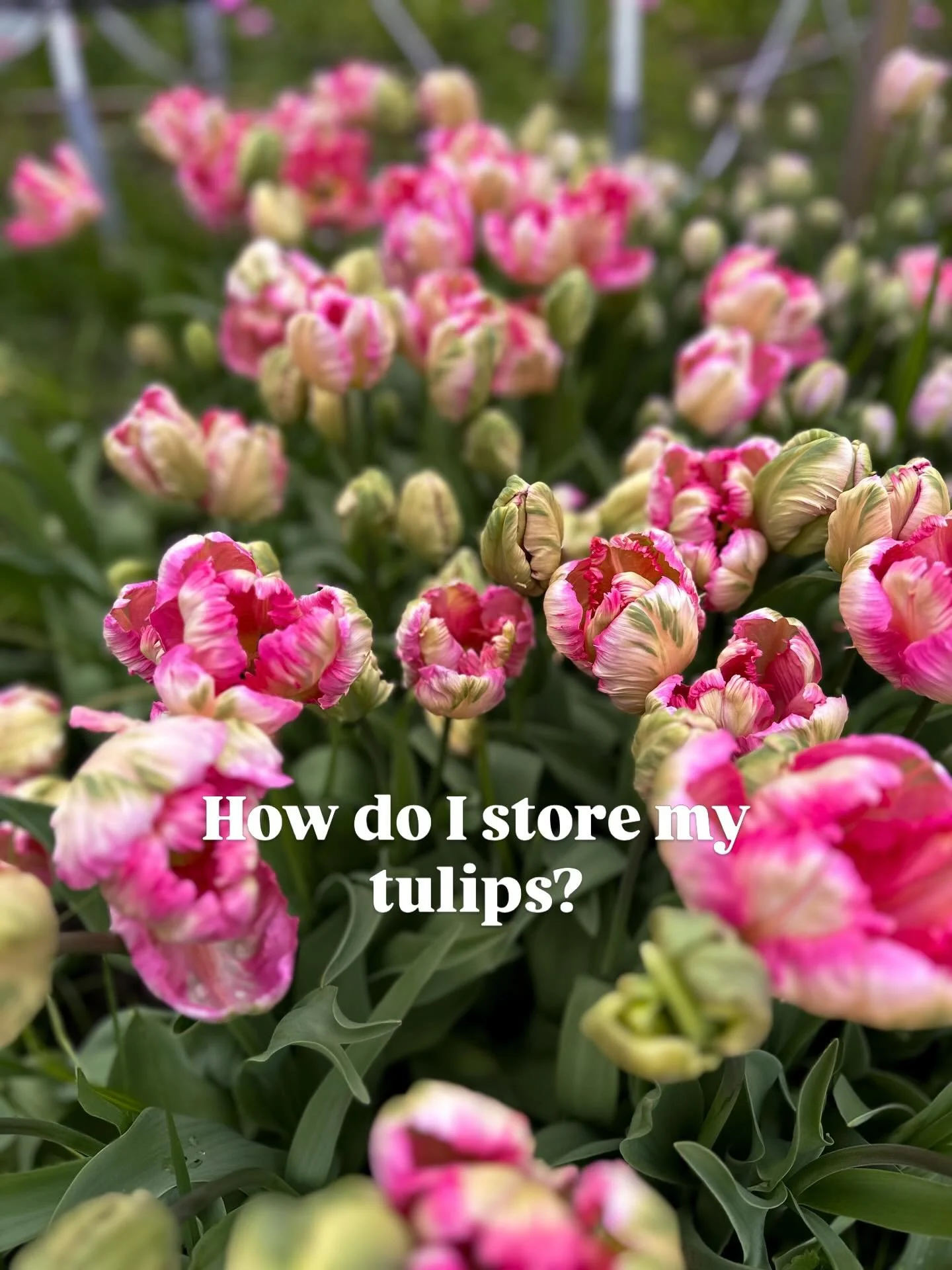 Tulips have a habit of just all popping at once. In order to try and keep them a little longer for bunches, I pick them when they first start colouring up, wrap them and experimented with putting them in my milk churns as I don&rsquo;t have a cooling