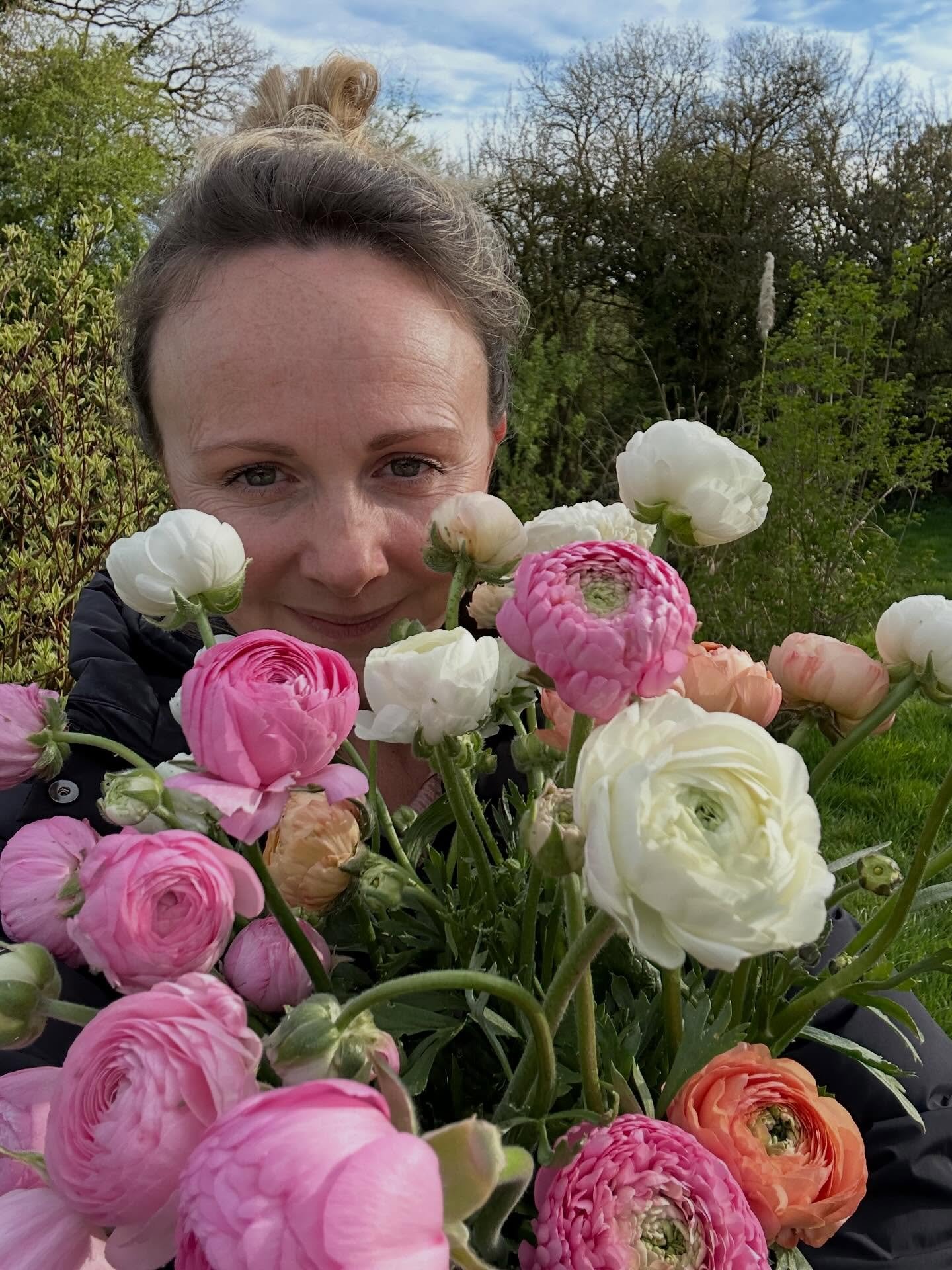 Just hiding behind buckets of these at the mo 🩷 my favourites!!! 

#ranuculus #flowerfarmer #somersetflowers #seasonalflowers #springflowers