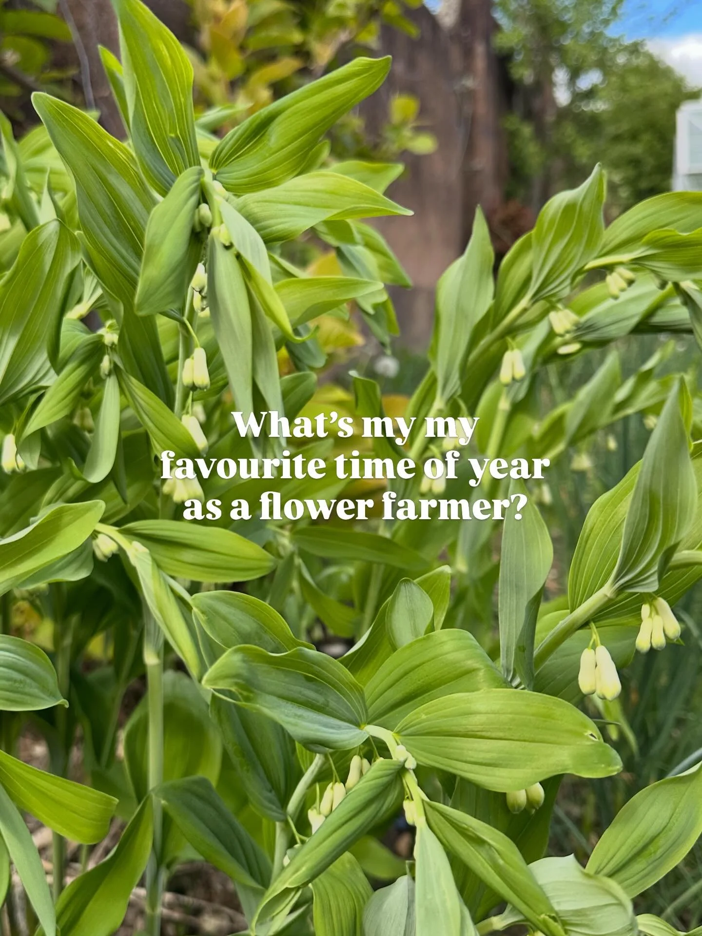 Who else is a fan of this time of year? I love it. Full of excitement and promise. The field is waking up and we have lush growth on all our perennials and shrubs. Everything is looking healthy and green thanks to all these April showers 🫶🏻

#flowe