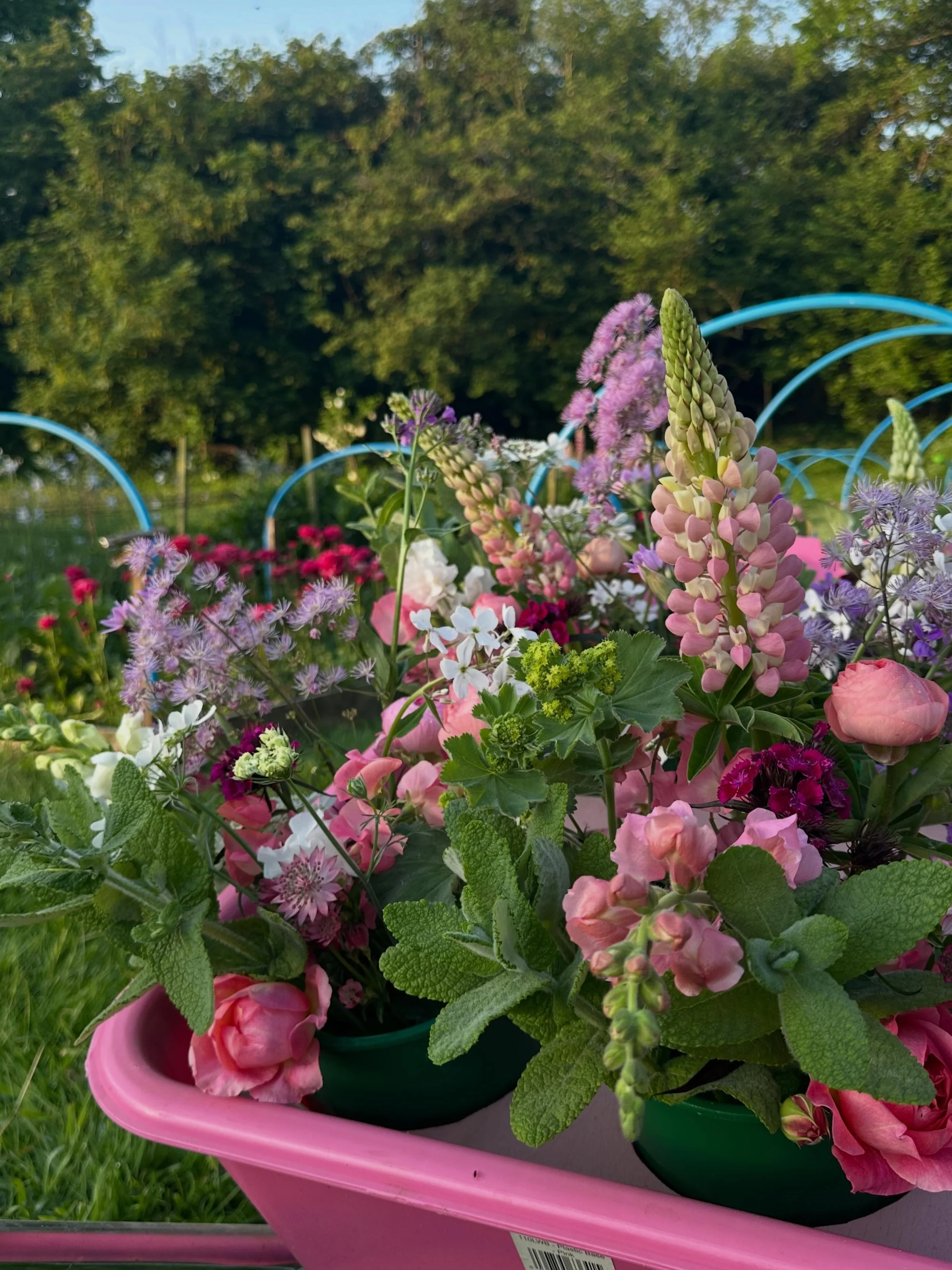 The pink wheel barrow is back&hellip; 💞
After trying lots of different carts, We have actually found a wheel barrow easier to transport and manoeuvre the cut flowers around our hilly ground. We cut out bucket holes in a piece of wood to separate buc