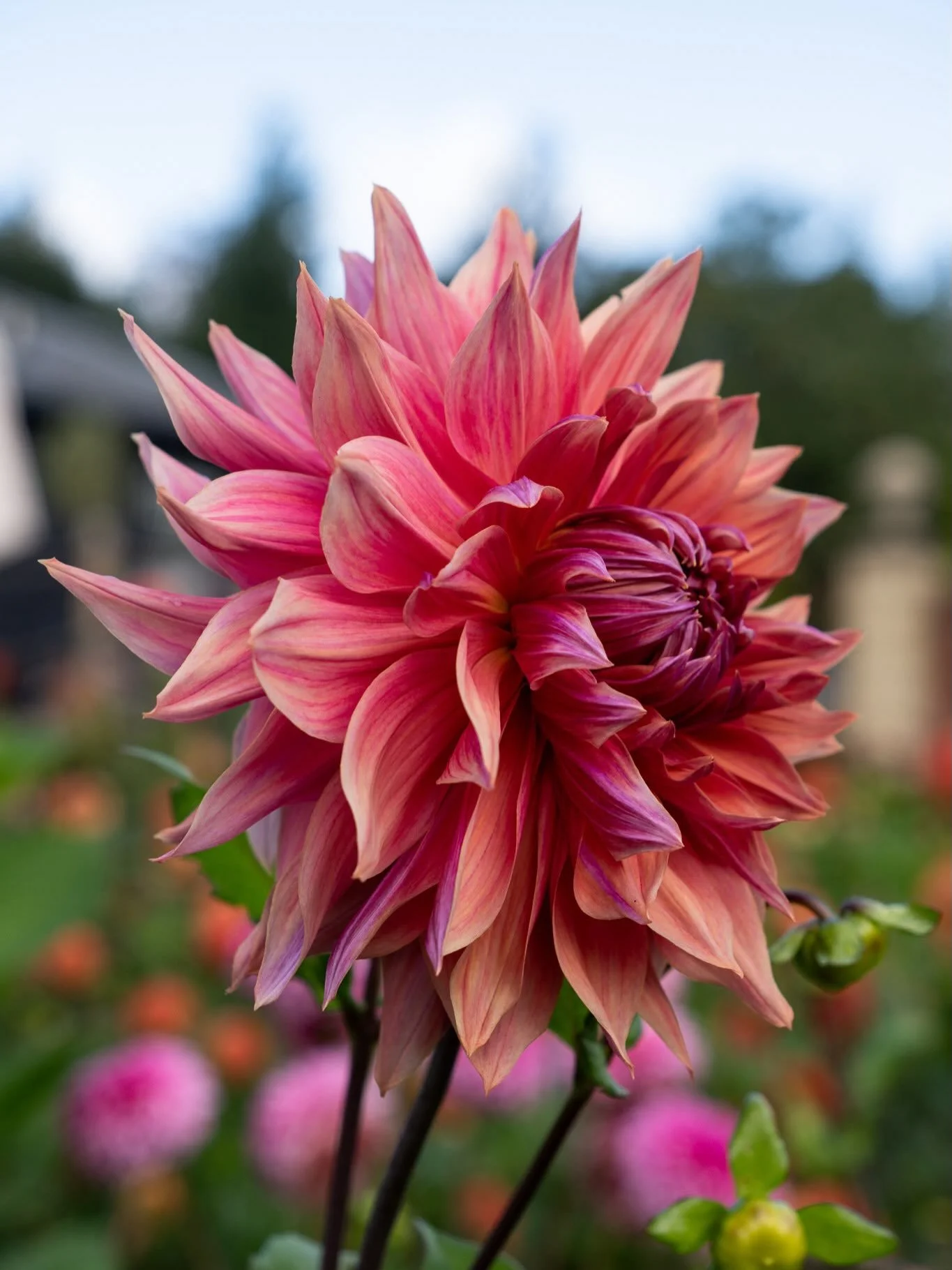 The dahlias have absolutely loved this cooler weather and have had a massive second wind! We still have a field full, so if you would like flowers this week please message me or order on my website. You won&rsquo;t be disappointed!!!

These beautiful