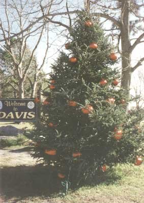 First Christmas Tree on Davis Shore Corner