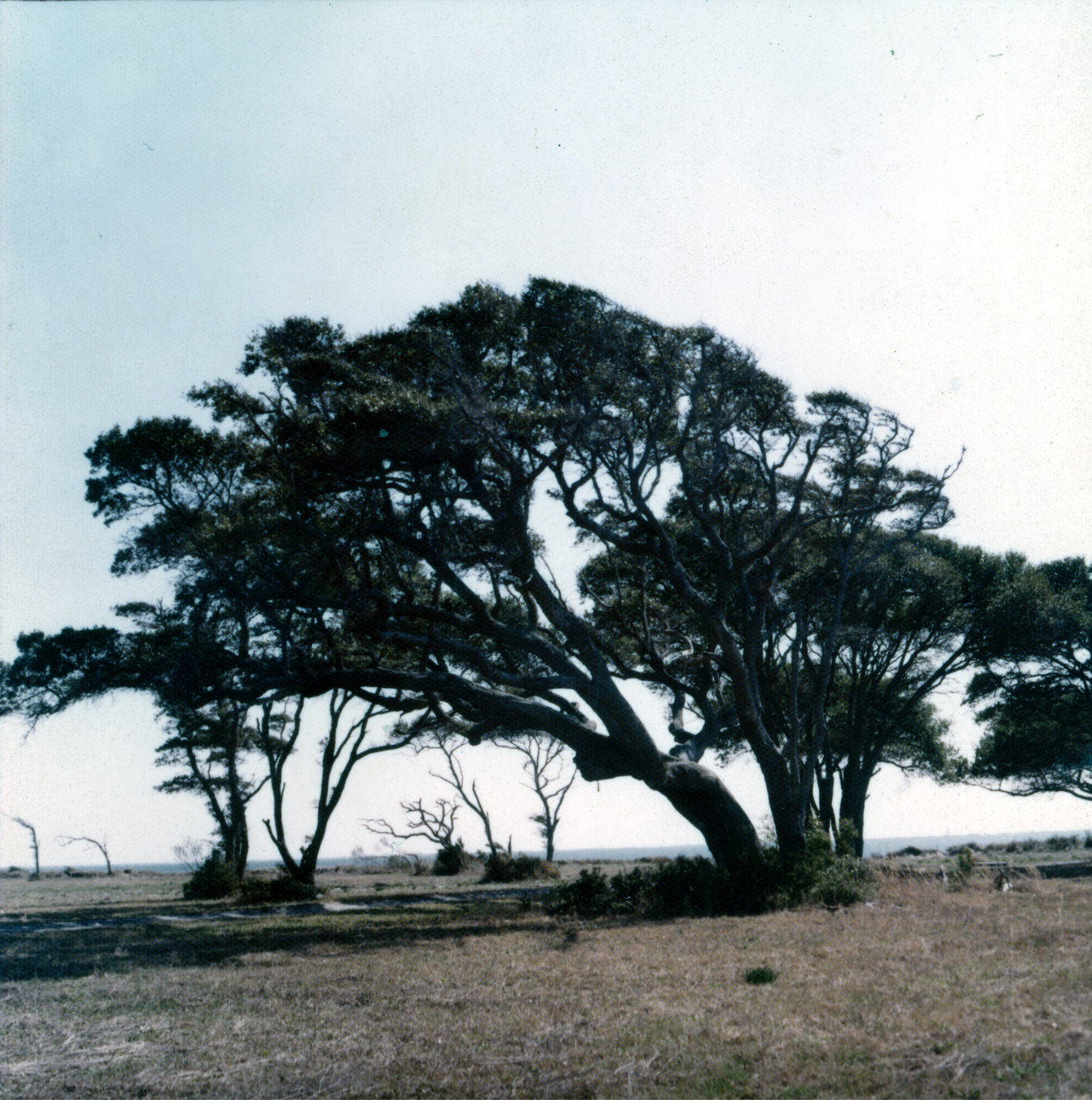 Trees Academy Field 1974