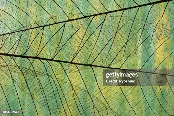 How understanding our Attachment Styles Can Lead Us to Self-Compassion and Stronger Relationships