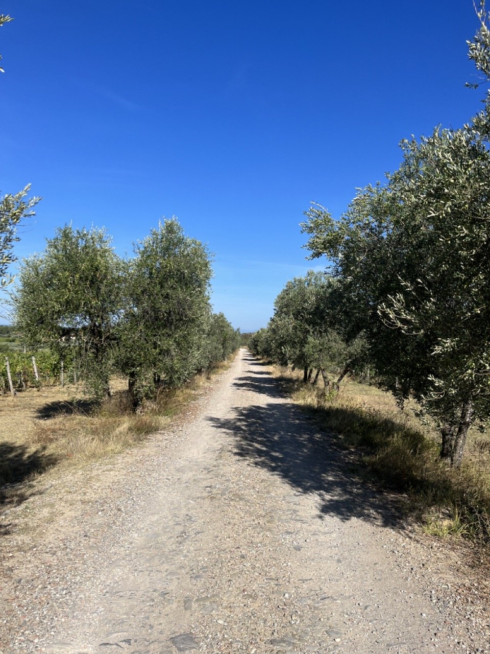 A gravel path lined by olive trees and vineyards in the Chianti countryside of Tuscany, Italy.