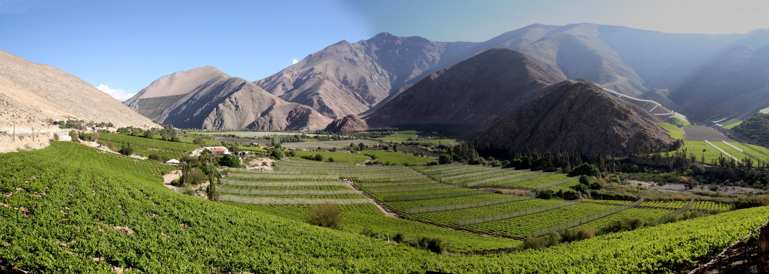 bright green fields of grapes, to be processed into Pisco, in a small, mountain enclosed valley in the Elqui Valley region.