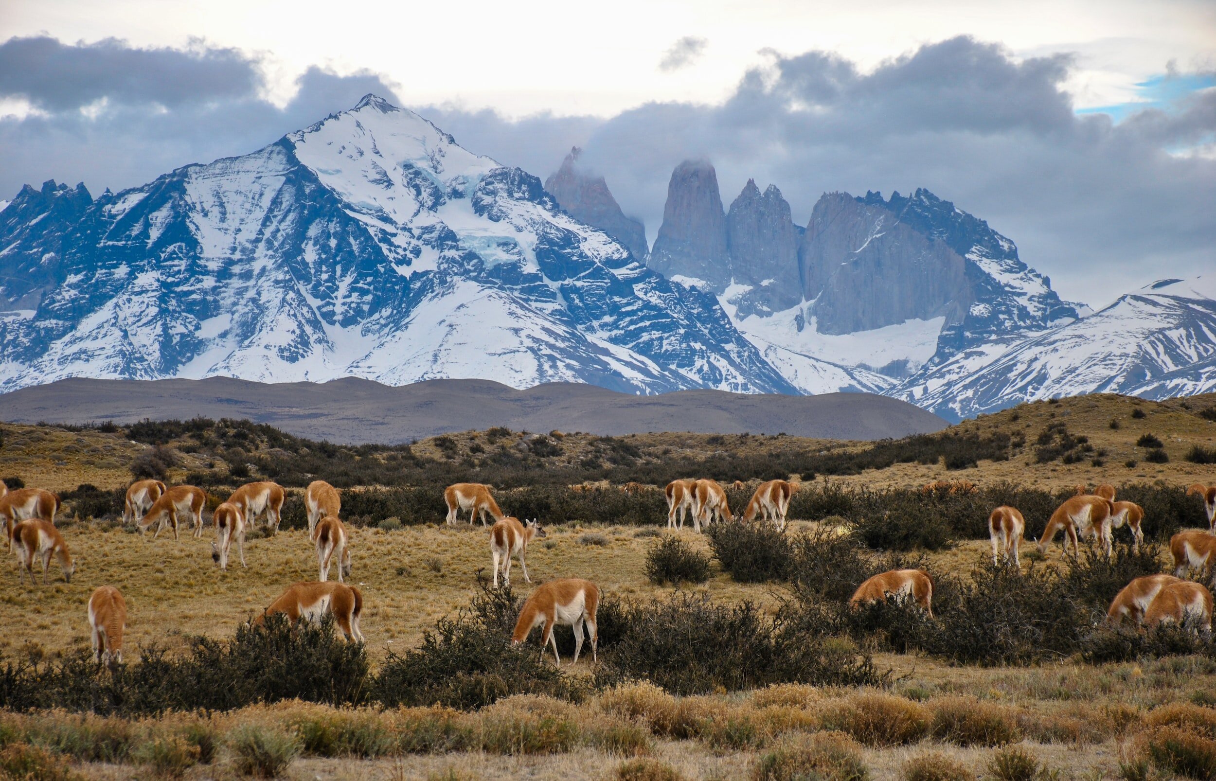 Guanacos grazing on a plain beneath snowcapped mountains in Torres del Paine park.