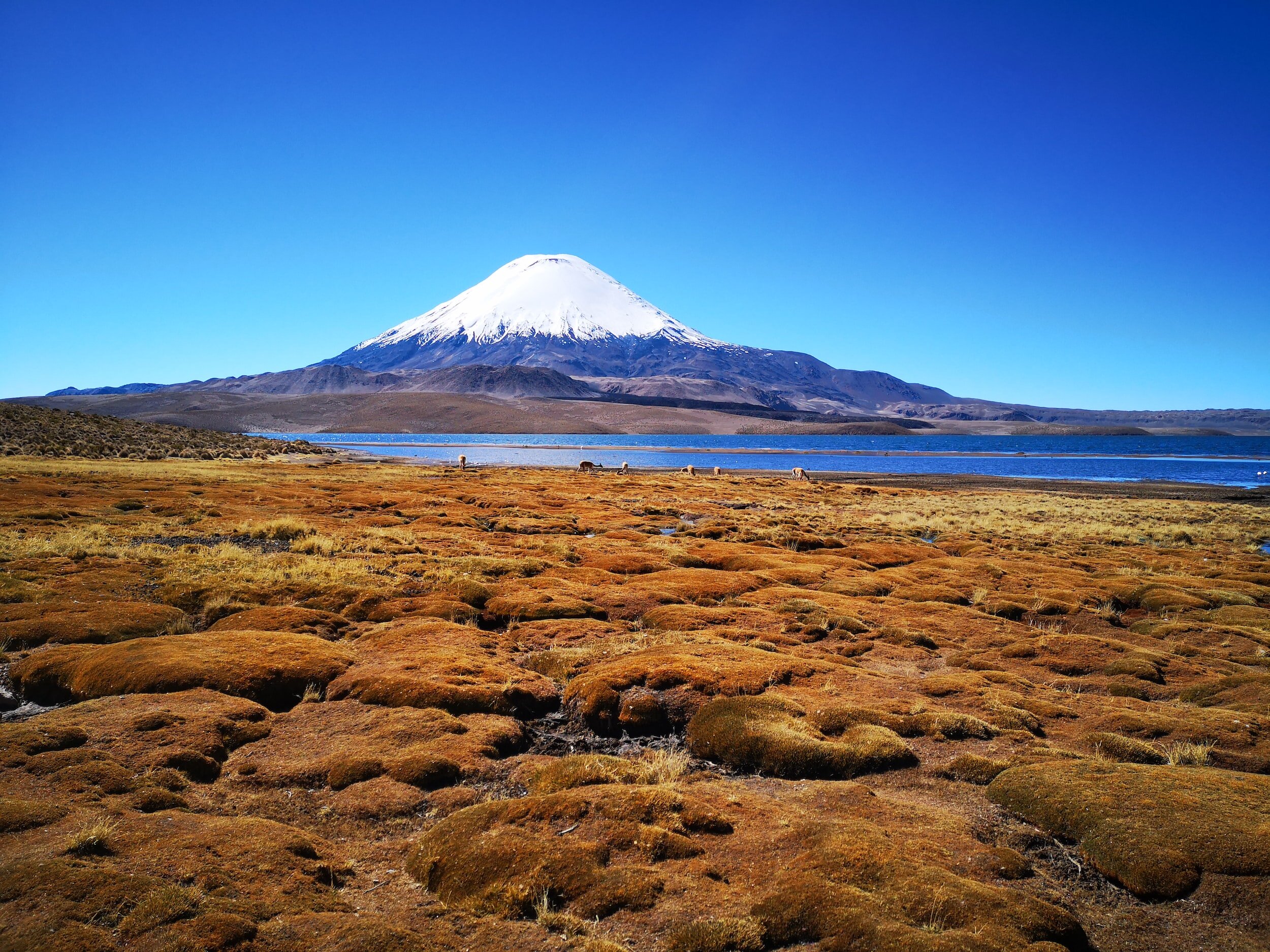 Orange moss stretches up to a lagoon lying in the shadow of the snowcapped Parinacota Volcano inside Lauca National Park