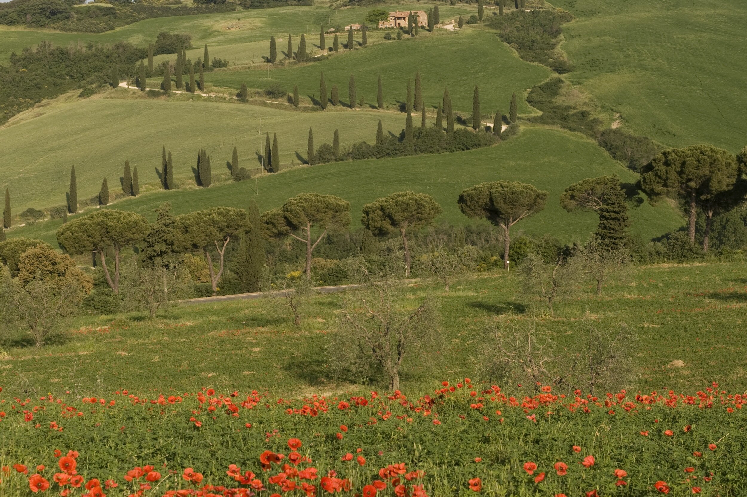 Lush and verdant hills in Tuscany, seen during the springtime, with red flowers in bloom