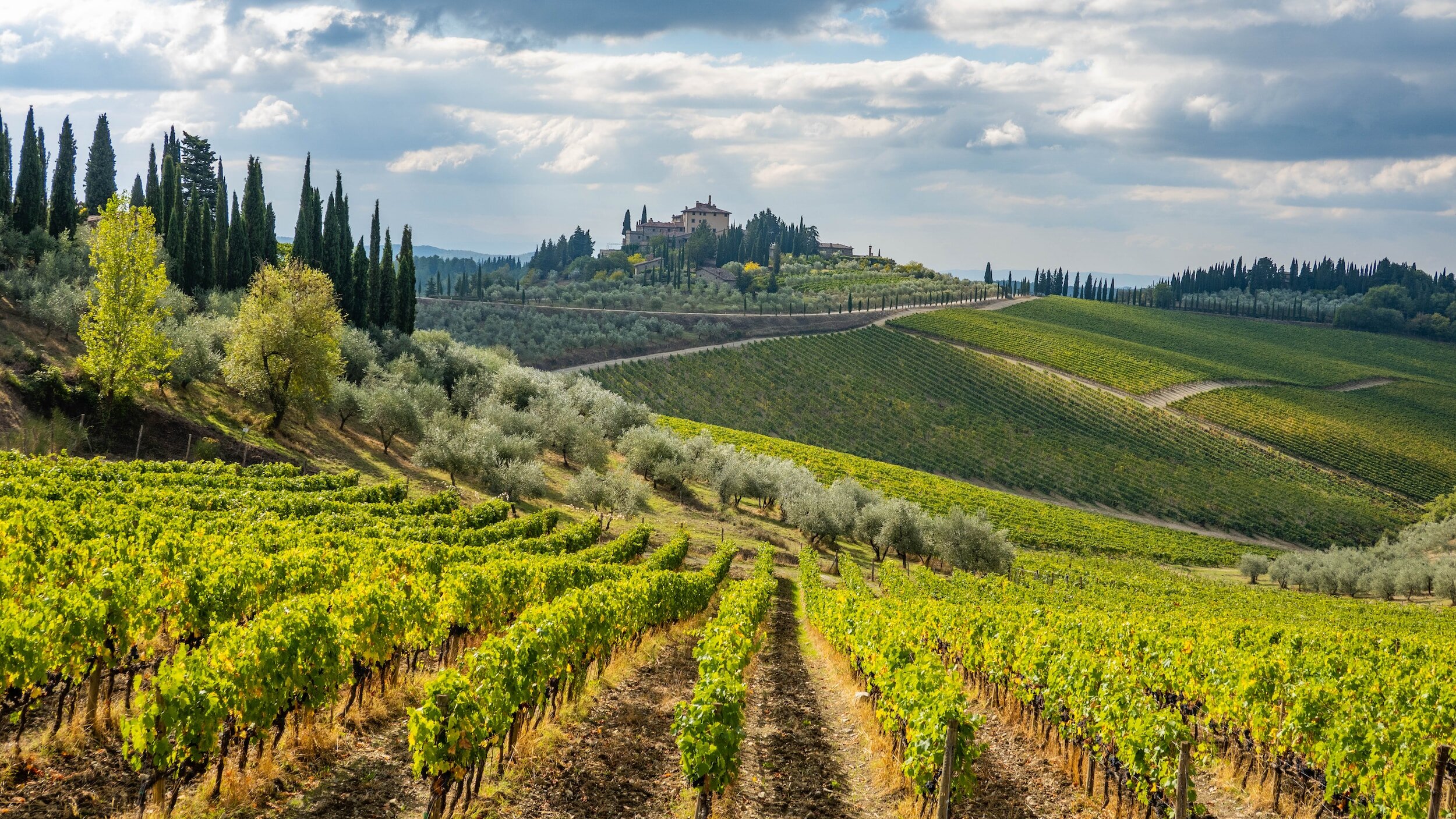 A hillside vineyard in Radda in Chianti, with endless rows of grape vines