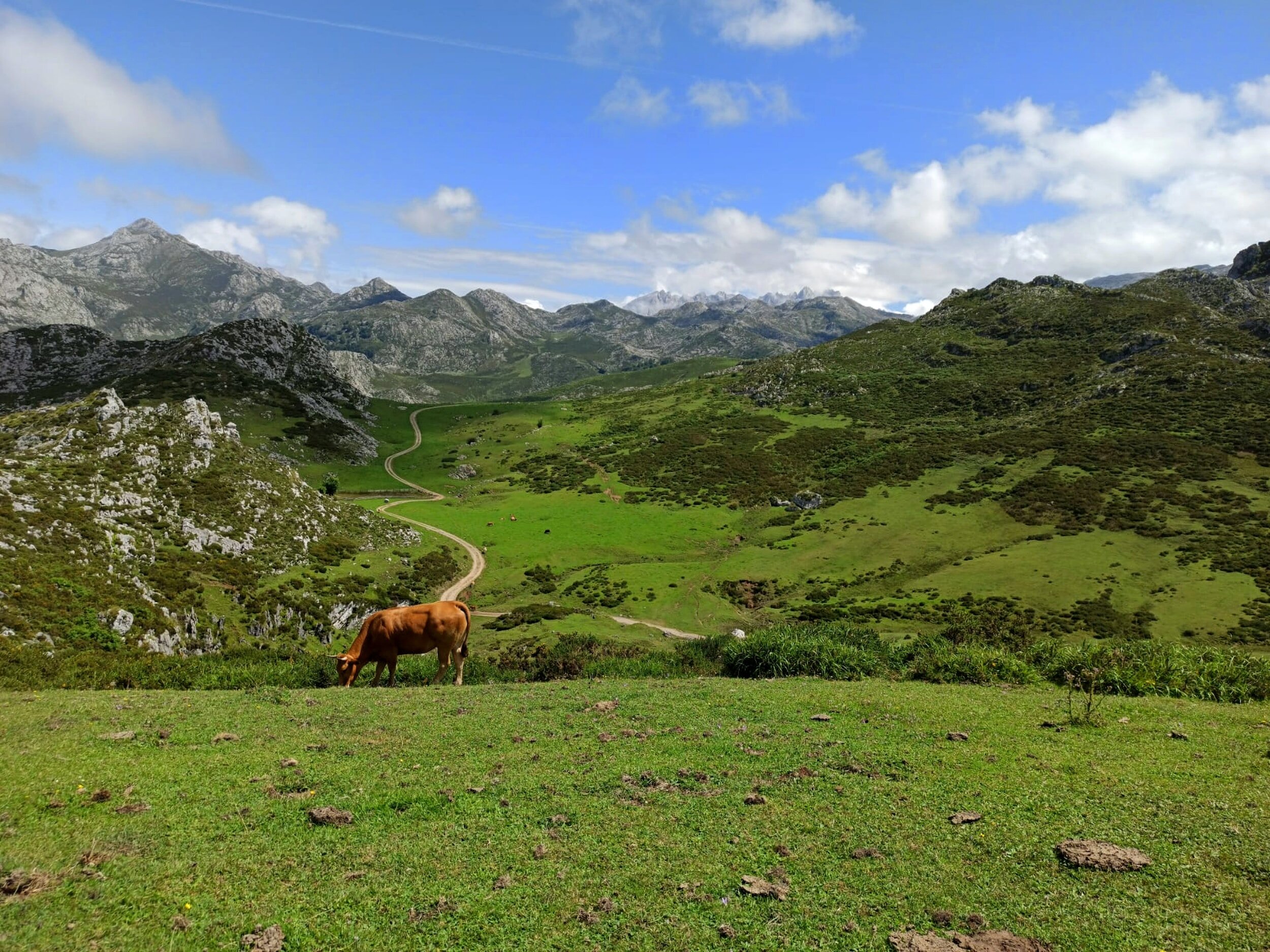 Picos de Europa