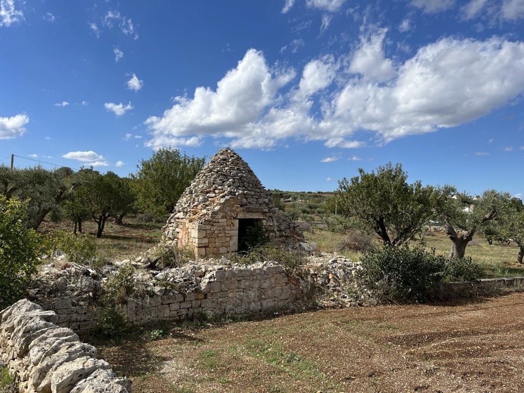 A crumbling trullo sits in a field surrounded by farmland and olive groves on a sunny day in the Valle d'Itria countryside outside of Alberobello, Puglia.