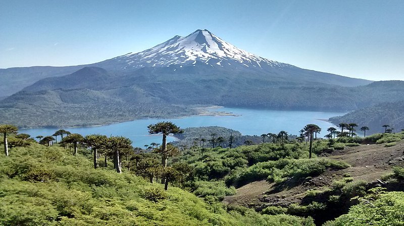 Llaima volcano rises above Conguillo Lake, surrounded by monkey puzzle trees rising above the scrub.
