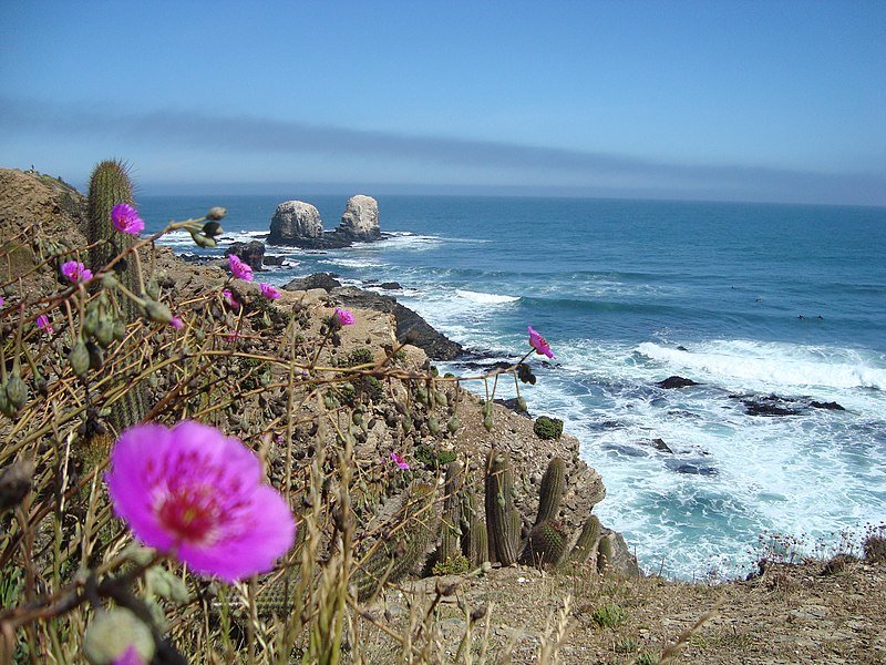 Purples flowers on a rocky stretch of desolate coast near to Pichilemu.