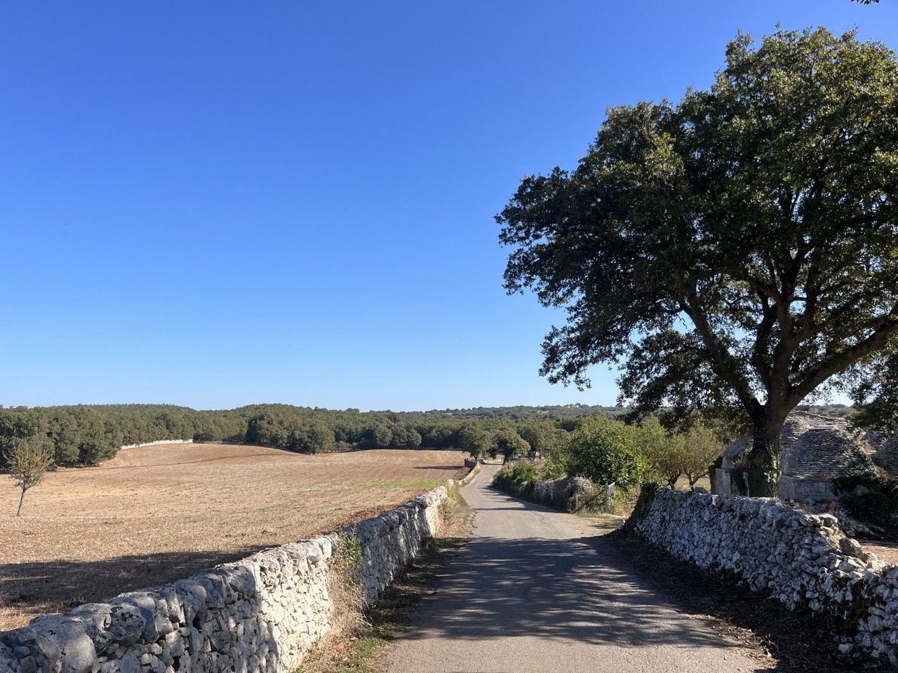 A bucolic country road in Puglia's Valle d'Itria surrounded by stone walls, open farmland, and dense forest.