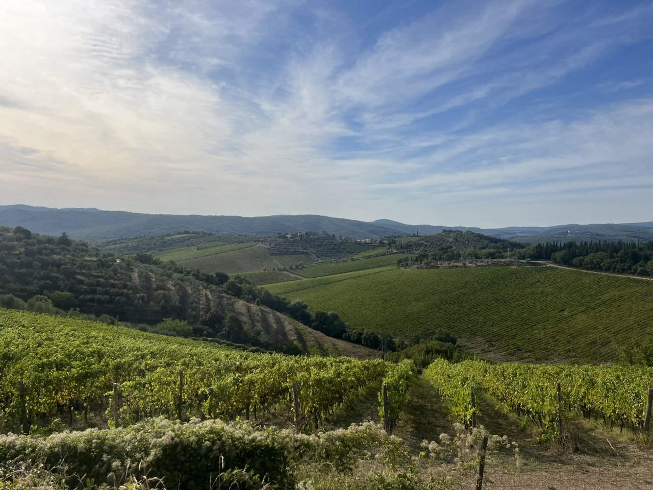 A view of vineyards and olive groves spread out over rolling hills in the Chianti countryside.