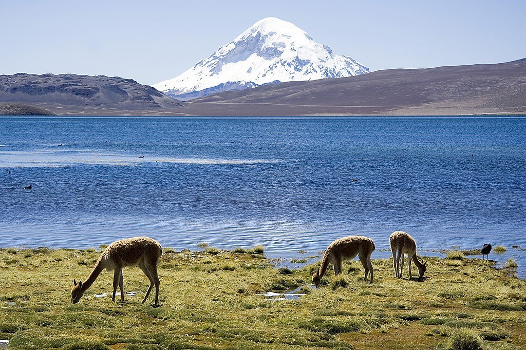 Guanacos grazing and drinking on the edge of Chungará lake, backed by a snowcapped peak, in Lauca National Park.