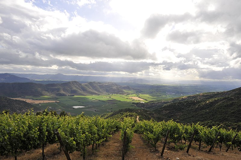 Vines planted on a hillside overlooking the verdant and expansive Colchagua Valley.