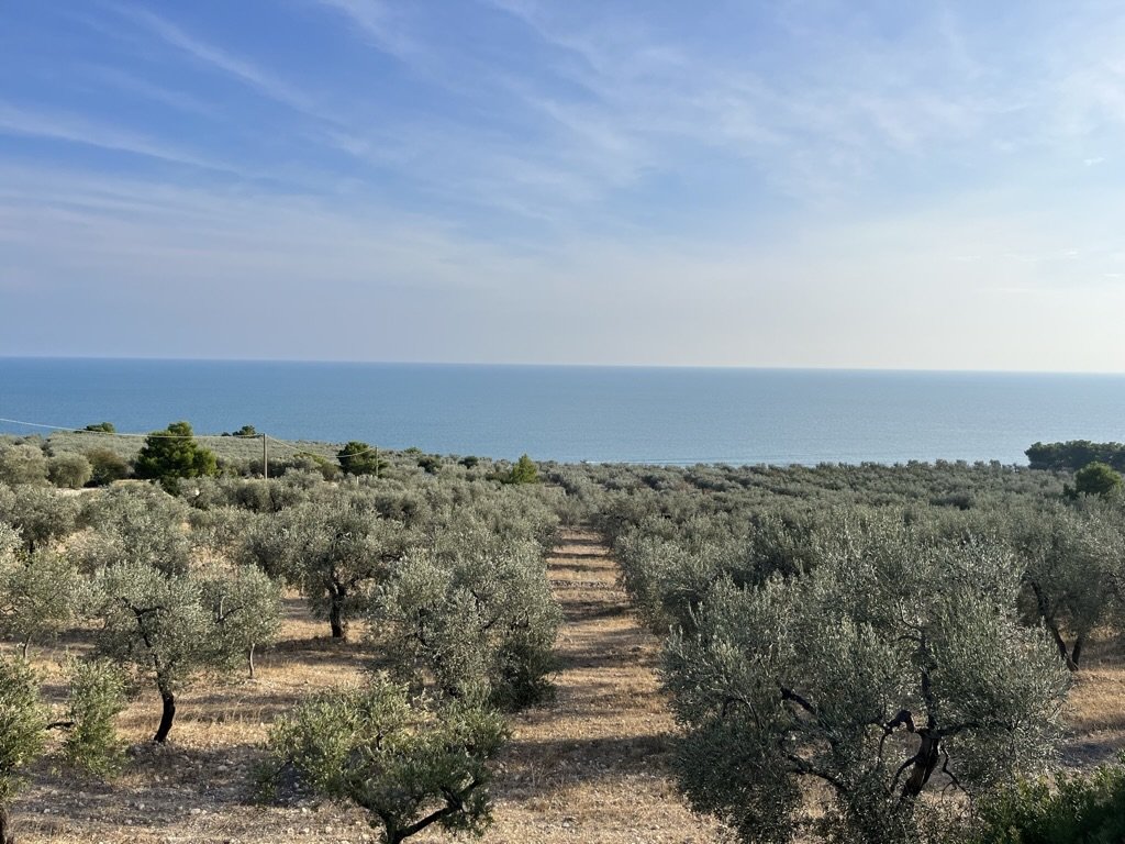 A grove of olive trees, under a bright blue sky, extends all the way down to the Adriatic sea at a spot along the coastal route of SP53 in Puglia's Gargano peninsula near to Vieste.