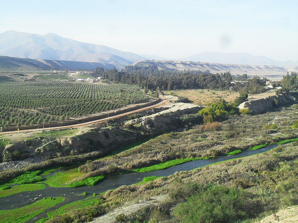 A large olive grove on the banks of the Huasco river with mountains far off in the distance.
