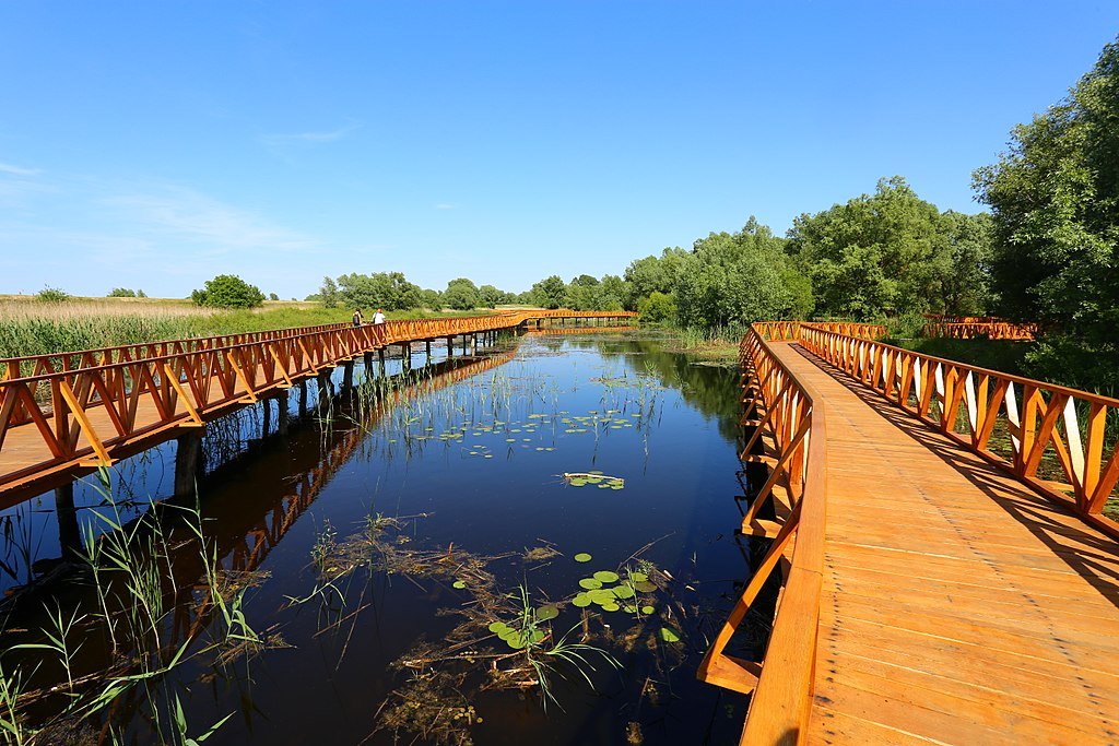 Two parallel wooden walkways running through wetlands in Kopački Rit park in Croatia