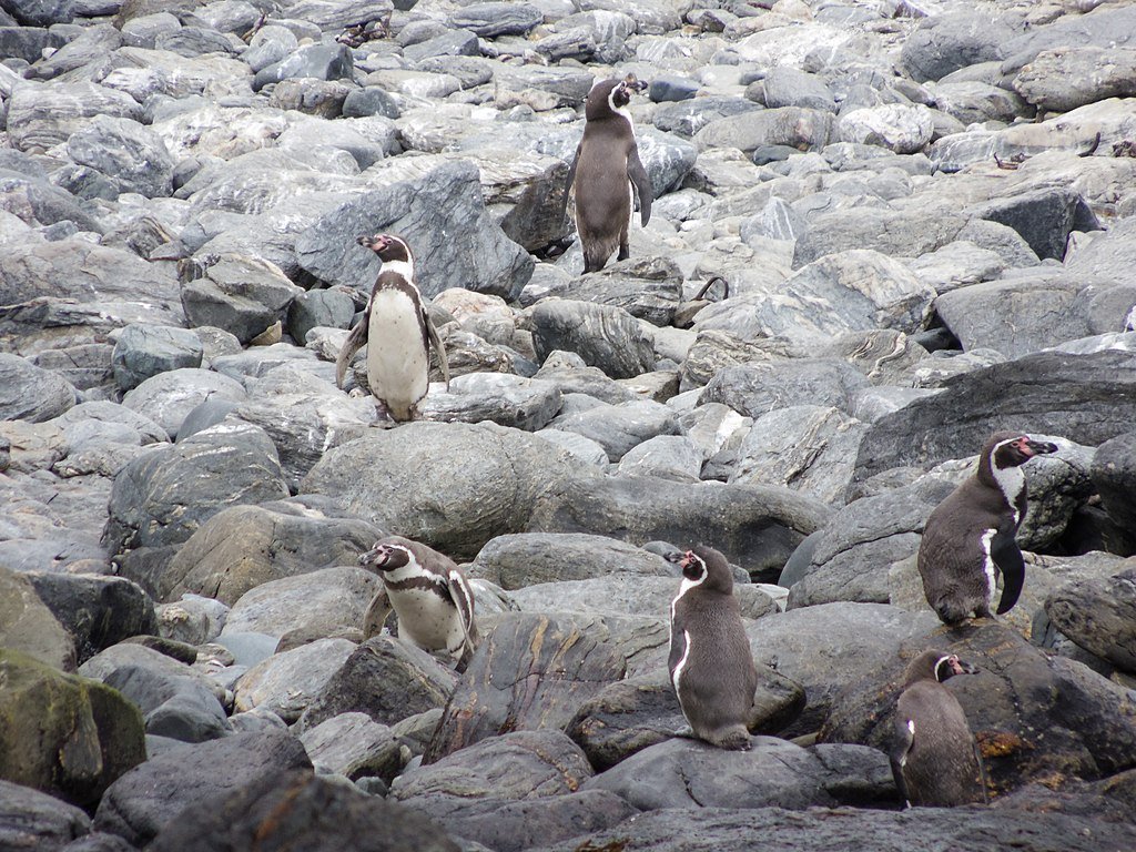 A group of Humboldt penguins stands on the rocks in the Humboldt Penguin National Reserve near to Punta de Choros.