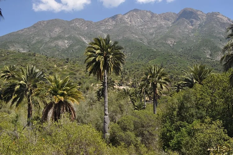 16-incredible-national-parks-to-visit-in-chile-a-local-s-guide-go