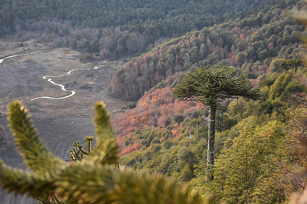 A monkey puzzle tree in the foreground stands highest out of a forest overlooking a valley cut by two streams in Conguillo National Park.