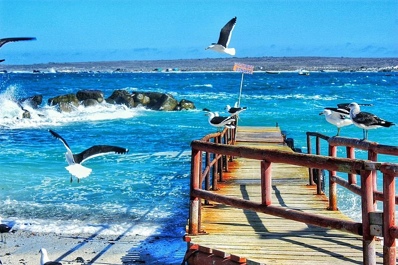 Seagulls perched and flying around a wooden jetty lapped by waves on the beach in Punta de Choros, Chile.